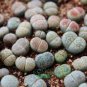 10 PCS Seeds Rare Lithops Hybrid