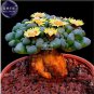 10 PCS Seeds Rare Lithops Hybrid