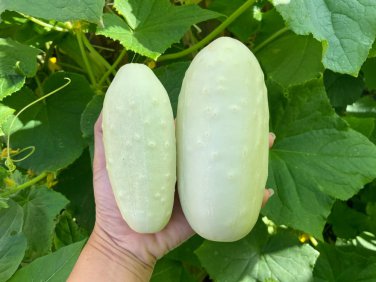 50 PCS Seeds Rare Low Acid White Wonder Cucumber