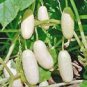 50 PCS Seeds Rare Low Acid White Wonder Cucumber