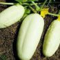 50 PCS Seeds Rare Low Acid White Wonder Cucumber