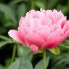 5 PCS Seeds Rare Many Petaled Bowl-shaped Pink Peony Garden Flowers 5 PCS Seeds Rare Many Petaled Bowl-shaped Pink Peony Garden Flowers