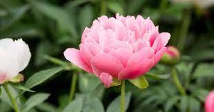5 PCS Seeds Rare Many Petaled Bowl-shaped Pink Peony Garden Flowers
