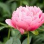 5 PCS Seeds Rare Many Petaled Bowl-shaped Pink Peony Garden Flowers