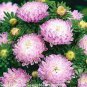 5 PCS Seeds Rare Many Petaled Bowl-shaped Pink Peony Garden Flowers