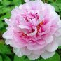 5 PCS Seeds Rare Many Petaled Bowl-shaped Pink Peony Garden Flowers