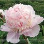 5 PCS Seeds Rare Many Petaled Bowl-shaped Pink Peony Garden Flowers