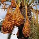 10 PCS Seeds Rare Medjool Date Sweet Organic Fruit Natural Date Palm Tree Bonsai Planting