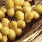 10 PCS Seeds Rare Medjool Date Sweet Organic Fruit Natural Date Palm Tree Bonsai Planting
