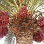 10 PCS Seeds Rare Medjool Date Sweet Organic Fruit Natural Date Palm Tree Bonsai Planting