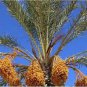 10 PCS Seeds Rare Medjool Date Sweet Organic Fruit Natural Date Palm Tree Bonsai Planting