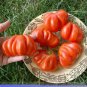 100 PCS Seeds Rare Mexican Silly Tomato Hybrid