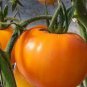 20 PCS Seeds Rare Middle Dark Yellow Tomato with Red Top Organic