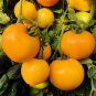 20 PCS Seeds Rare Middle Dark Yellow Tomato with Red Top Organic