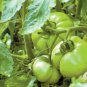 20 PCS Seeds Rare Middle Green Tomato with Red Top Organic