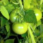 20 PCS Seeds Rare Middle Green Tomato with Red Top Organic