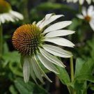 100 PCS Seeds Rare Middle-sized White Echinacea Coneflower Perennial Plants 100 PCS Seeds Rare Middle-sized White Echinacea Coneflower Perennial Plants
