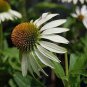 100 PCS Seeds Rare Middle-sized White Echinacea Coneflower Perennial Plants