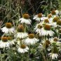 100 PCS Seeds Rare Middle-sized White Echinacea Coneflower Perennial Plants
