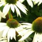 100 PCS Seeds Rare Middle-sized White Echinacea Coneflower Perennial Plants