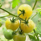 20 PCS Seeds Rare Milky Yellow Cherry Tomato Organic