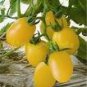 20 PCS Seeds Rare Milky Yellow Cherry Tomato Organic