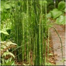 50 PCS Seeds rare mini black moso bamboo seeds pack Bambusa Lako tree