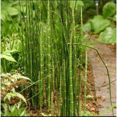50 PCS Seeds rare mini black moso bamboo seeds pack Bambusa Lako tree
