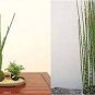 50 PCS Seeds rare mini black moso bamboo seeds pack Bambusa Lako tree