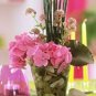 50 PCS Seeds rare mini black moso bamboo seeds pack Bambusa Lako tree