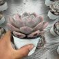 40 PCS Seeds Rare Mini Blue lithops Plant Succulent Flores Ass Flower plantas