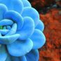 40 PCS Seeds Rare Mini Blue lithops Plant Succulent Flores Ass Flower plantas