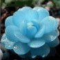 40 PCS Seeds Rare Mini Blue lithops Plant Succulent Flores Ass Flower plantas