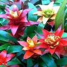 200 PCS Seeds Rare Mini Bonsai Bromeliad palnts