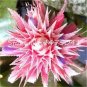 200 PCS Seeds Rare Mini Bonsai Bromeliad palnts