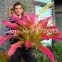 200 PCS Seeds Rare Mini Bonsai Bromeliad palnts