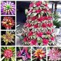 200 PCS Seeds Rare Mini Bonsai Bromeliad palnts