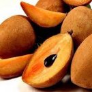 100 PCS Seeds Rare Mini Manilkara Zapota 100 PCS Seeds Rare Mini Manilkara Zapota