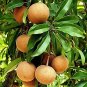 100 PCS Seeds Rare Mini Manilkara Zapota
