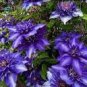 100 PCS Seeds Rare Mix Beautiful Clematis Bonsai Flower