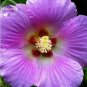 20 PCS Seeds Rare Mix Colors Giant Hibiscus Seeds Potted Plant Perennial Flowers