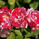 50 PCS Seeds Rare Mixed 3 Types of Heirloom Rose Shrubs 50 PCS Seeds Rare Mixed 3 Types of Heirloom Rose Shrubs