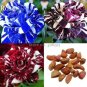 50 PCS Seeds Rare Mixed 3 Types of Heirloom Rose Shrubs