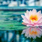 10 PCS Seeds Rare Mixed 4 Types of Lotus Flowers