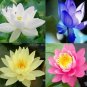 10 PCS Seeds Rare Mixed 4 Types of Lotus Flowers