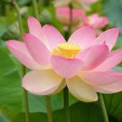 10 PCS Seeds Rare Mixed 9 Colors Nelumbo nucifera Lotus Flowers 10 PCS Seeds Rare Mixed 9 Colors Nelumbo nucifera Lotus Flowers