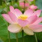 10 PCS Seeds Rare Mixed 9 Colors Nelumbo nucifera Lotus Flowers