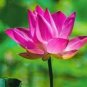 10 PCS Seeds Rare Mixed 9 Colors Nelumbo nucifera Lotus Flowers