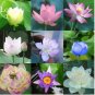 10 PCS Seeds Rare Mixed 9 Colors Nelumbo nucifera Lotus Flowers