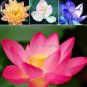 10 PCS Seeds Rare Mixed 9 Colors Nelumbo nucifera Lotus Flowers